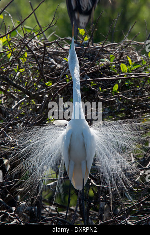 Grande Aigrette Ardea alba egretta, (ou Grande Aigrette ou Grand Héron blanc) de la saison de reproduction, Wakodahatchee Wetlands, Palm Beach, FL. Banque D'Images