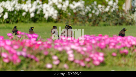 Myna Acridotheres tristis (commune), parfois orthographié Mynah, est un membre de la famille des Fringillidae (étourneaux et mynas). Banque D'Images