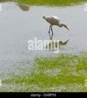 La Grande Aigrette (Ardea alba) également connu sous le nom de Grande Aigrette, commune ou Aigrette Grand Héron blanc, est d'une grande aigrette, largement diffusé. Banque D'Images