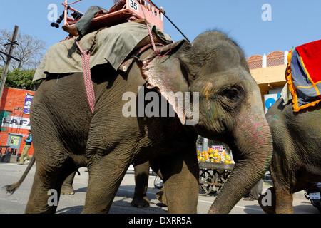 Les éléphants indiens colorés sur une rue de Jaipur, Inde. Banque D'Images