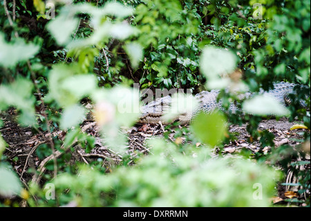 Les crocodiles dans la forêt tropicale de Daintree à Cape Tribulation dans le Queensland, Australie Banque D'Images