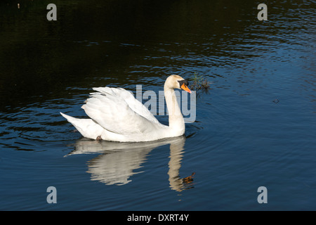 White Swan nager en travers d'un lac Banque D'Images