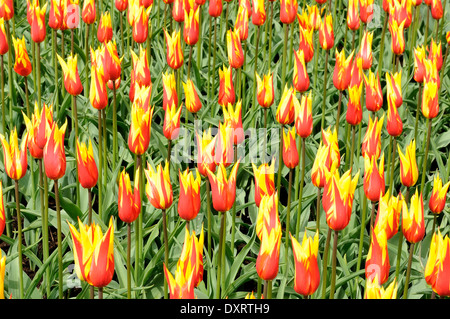 Ailes de feu tulipes, Pays-Bas Banque D'Images