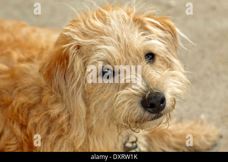 Portrait d'un chien à poil long, un croisement entre un Jack Russell Terrier et d'un caniche miniature. Banque D'Images