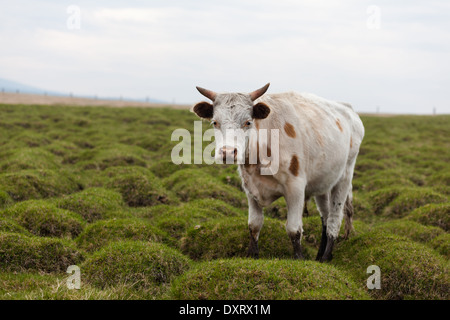 Une vache dans la prairie bosselée sur l'île d'Olkhon, le lac Baïkal, Sibérie, Russie Banque D'Images