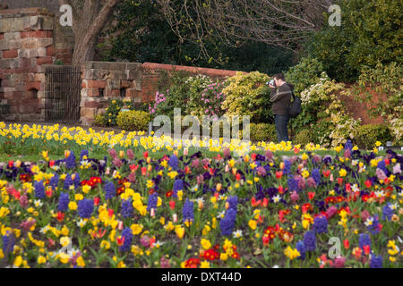 Soleil et des fleurs à l'entrée de Château de Shrewsbury, Shropshire, au Royaume-Uni. 16 avril, 2014. Banque D'Images