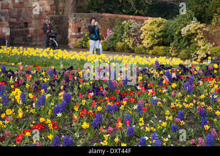 Soleil et des fleurs à l'entrée de Château de Shrewsbury, Shropshire, au Royaume-Uni. 16 avril, 2014. Banque D'Images