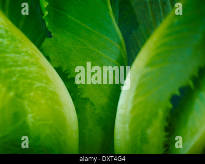 Extreme close up de feuilles de laitue romaine Banque D'Images