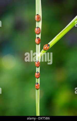 En coccinelle fourchette dans la route on leaf Banque D'Images