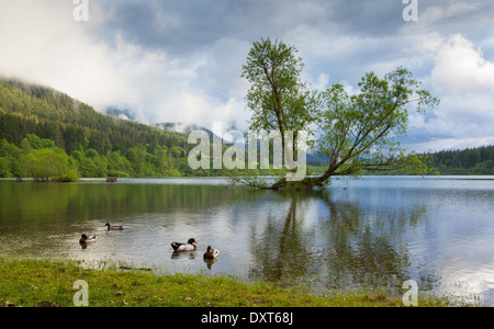 Crotale inondés avec des canards du Lac Banque D'Images