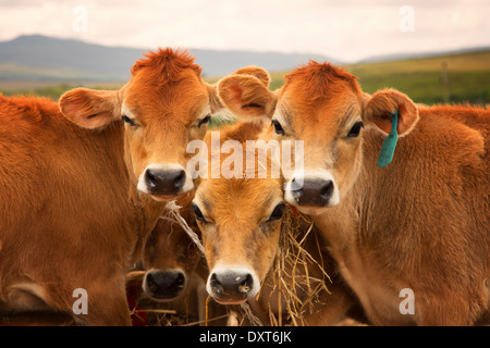 Jersey veaux posent pour la photo. L'on mange de la paille Banque D'Images