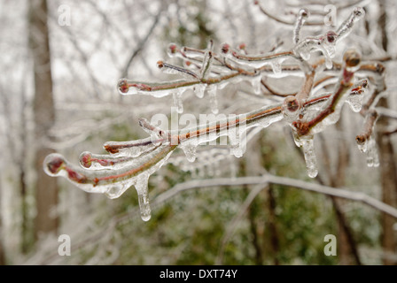 Début du printemps manteaux verglas les arbres forestiers avec de la glace Banque D'Images