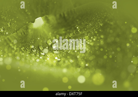 La nature de fond vert. La rosée du matin sur la feuille Macro Photo. Banque D'Images