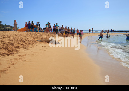 Regarder les gens dormir un phoque moine de disparition sur Poipu Beach sur Kauai. Banque D'Images