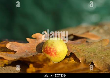 Gall sur feuilles de chêne, région de Mazovie, Pologne Banque D'Images