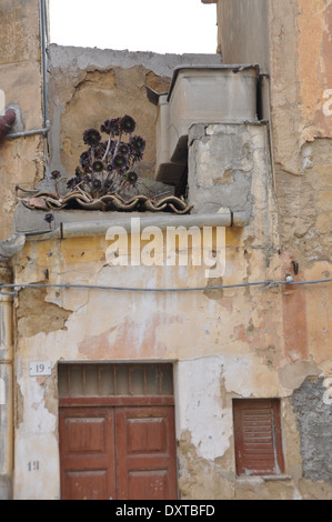 Une plante d'artichaut sauvage sur le toit d'une maison à Agrigente, Sicile. Banque D'Images