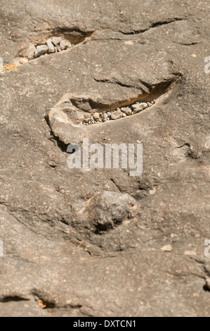 Mentions légales fossilisés laissés sur le fond d'un lagon peu profond par la griffe d'un dinosaure carnivore en nageant. Banque D'Images