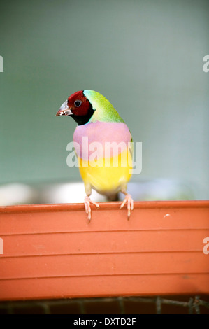 Tête Rouge Australienne Gouldian Finch Rainbow perché sur Fence Banque D'Images