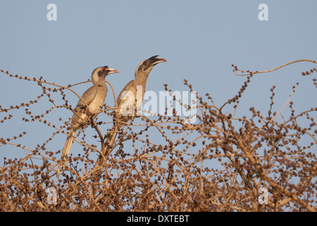 Calaos gris indien (Ocyceros birostris) paire Banque D'Images