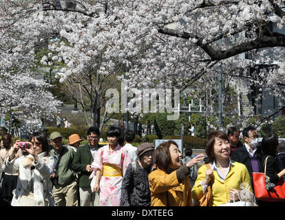 Tokyo, Japon. Mar 31, 2014. Les visiteurs regarder les fleurs de cerisier au Chidorigafuchi le 31 mars 2014 à Tokyo, Japon. © Koichi Kamoshida/Jana Press/ZUMAPRESS.com/Alamy Live News Banque D'Images