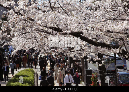 Tokyo, Japon. Mar 31, 2014. Les visiteurs regarder les fleurs de cerisier au Chidorigafuchi le 31 mars 2014 à Tokyo, Japon. © Koichi Kamoshida/Jana Press/ZUMAPRESS.com/Alamy Live News Banque D'Images