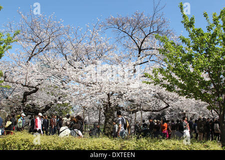 Tokyo, Japon. Mar 31, 2014. Les visiteurs regarder les fleurs de cerisier au Chidorigafuchi le 31 mars 2014 à Tokyo, Japon. © Koichi Kamoshida/Jana Press/ZUMAPRESS.com/Alamy Live News Banque D'Images