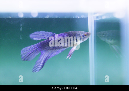 Un combat Siamois bleu poisson dans un réservoir. Banque D'Images