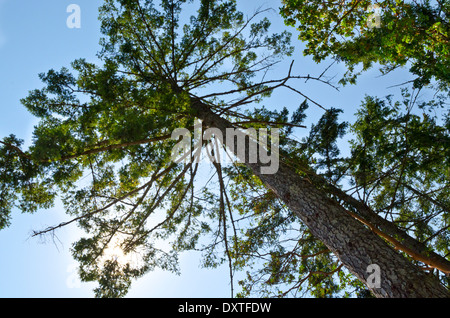 À la hauteur du tronc d'un grand sapin de Douglas. Vue de dessous, regardant les branches dans le ciel éclairé par le soleil. Banque D'Images