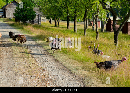 Plusieurs des dindes sauvages errant dans Patrimoine Ruckle ferme sur Salt Spring Island, Colombie-Britannique, Canada Banque D'Images