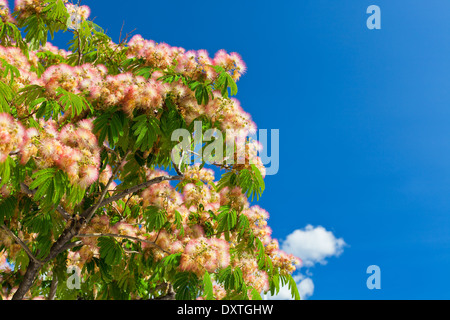 Fleur Rose Acacia brunchs sur fond de ciel bleu vif Banque D'Images