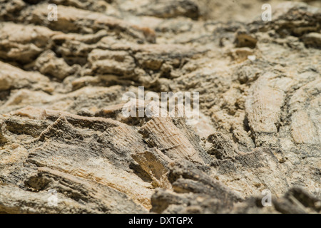 La ramification de la corail fossile groupe Mussimilia incorporée dans le récif de corail fossilisé de Sant Sadurní d'Anoia, Espagne Banque D'Images