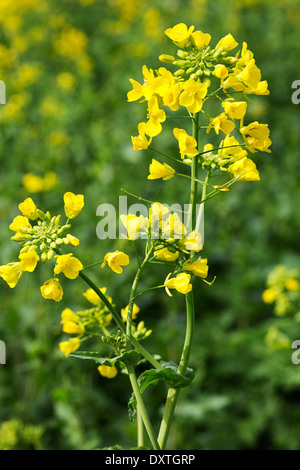 Domaine de la floraison de la moutarde (Brassica rapa) Banque D'Images