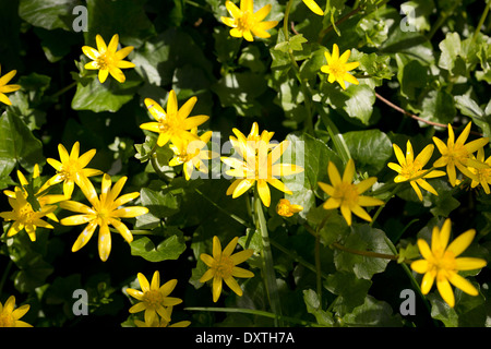 La floraison moindre chélidoine (Ranunculus ficaria), la floraison Banque D'Images