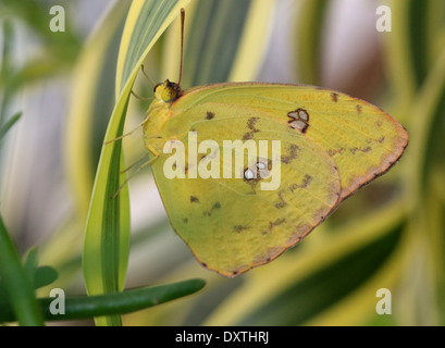 Femme Papillon bleu (Phoebis sennae) Banque D'Images