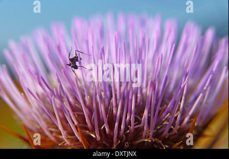 Thislle sauvages (Cynara cardunculus sylvestris) fleurs ant de Pentecôte Banque D'Images
