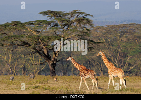 Rothschild rares girafes (Giraffa camelopardalis rothschildi), Parc national du lac Nakuru, Kenya Banque D'Images