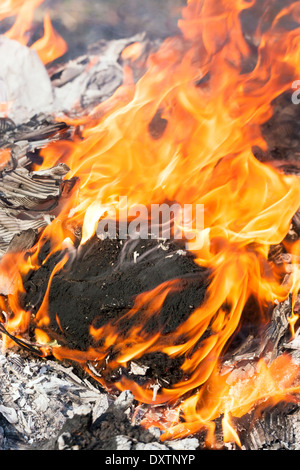 Les flammes de feu autour de burning tree log Banque D'Images