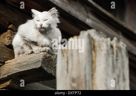 Chat blanc, assis sur la poutre de bois de construction en Khuzhir, l'île Olkhon, Lac Baikal, Sibérie, Russie Banque D'Images