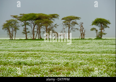 Les acacias entouré d'herbe à fleurs blanches avec pluie approcher la plaine près d'Olduvai Serengeti Banque D'Images