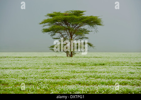 Acacia remarquable arbre entouré d'herbe à fleurs blanches avec pluie approcher la plaine près d'Olduvai Serengeti Banque D'Images