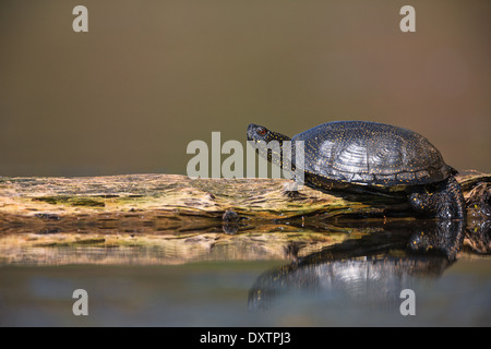 La tortue cistude (Emys orbicularis) Banque D'Images