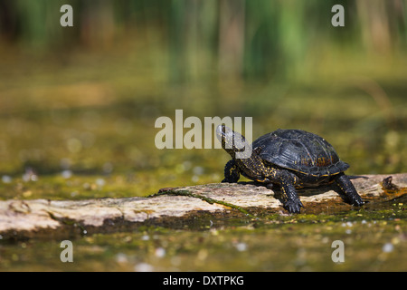 La tortue cistude (Emys orbicularis) Banque D'Images