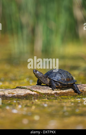 La tortue cistude (Emys orbicularis) Banque D'Images