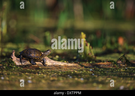 La tortue cistude (Emys orbicularis) Banque D'Images