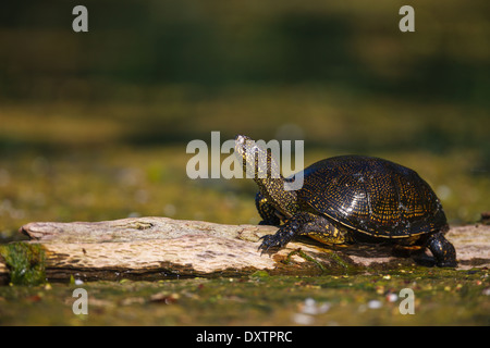 La tortue cistude (Emys orbicularis) Banque D'Images