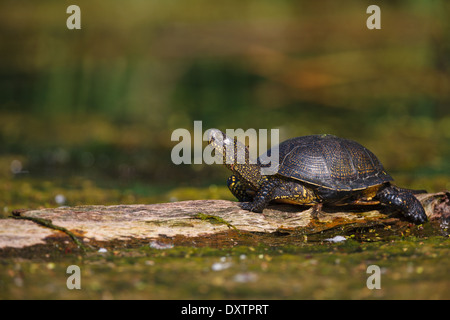 La tortue cistude (Emys orbicularis) Banque D'Images