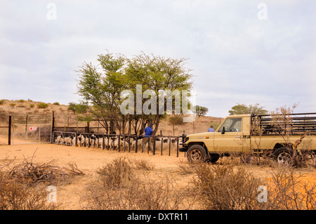 Troupeau de moutons dans une étable avec des ouvriers agricoles sur une ferme du Kalahari en Afrique du Sud avec les agriculteurs chariot Banque D'Images