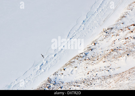 Le Fulmar boréal voler au-dessus de la glace de mer. Banque D'Images