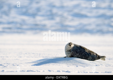 Le phoque, phoque commun (Phoca vitulina) se trouvant sur la glace de mer à trou d'eau. Banque D'Images