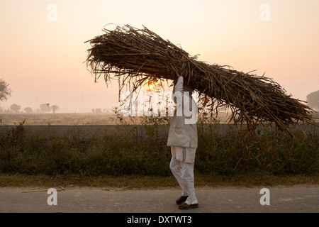 L'Inde, Uttar Pradesh, Agra agriculteur exerçant son herbe sèche Banque D'Images